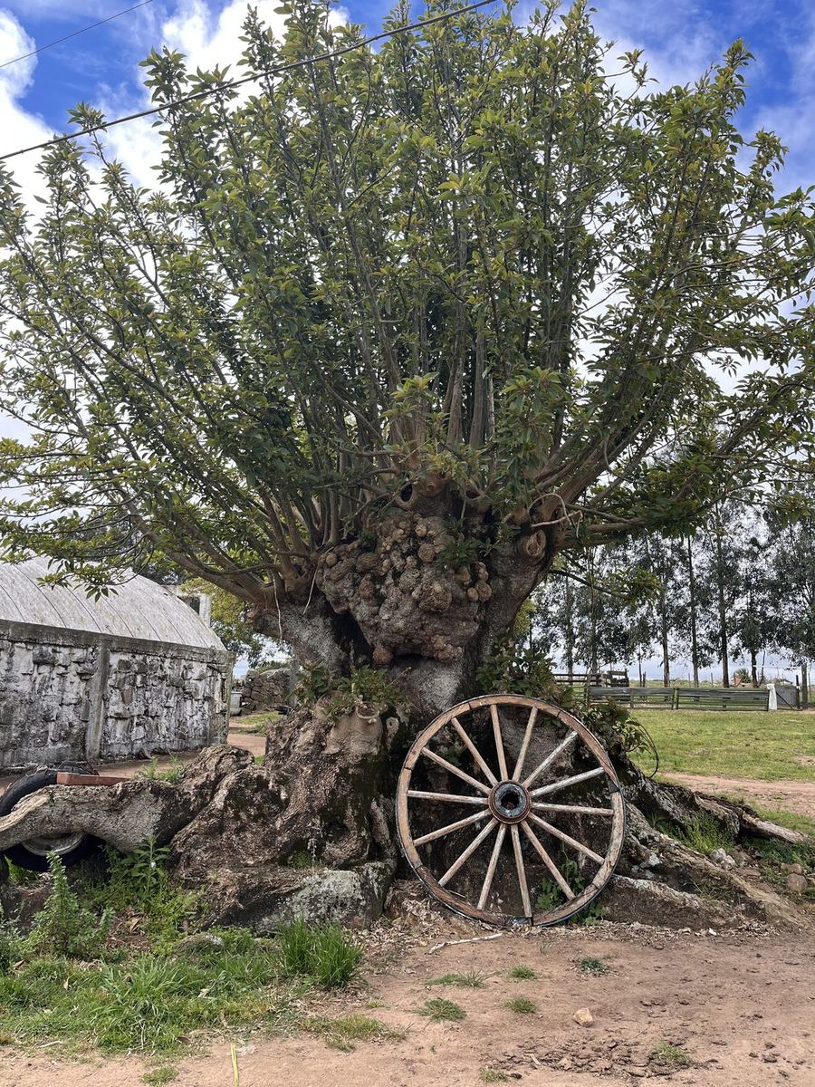 Árbol antiguo con una rueda de carreta al pie