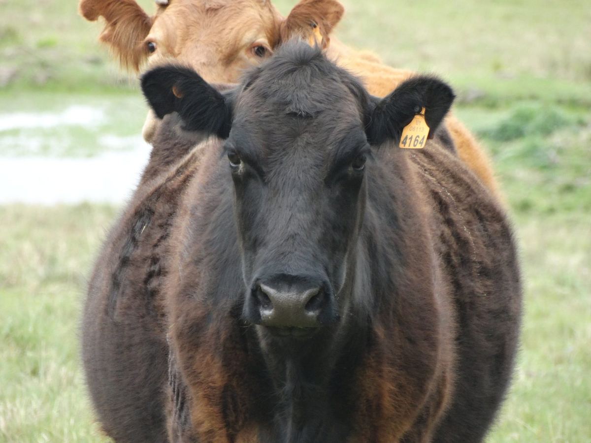 Vaca en el campo de un criador de ganado de San Gabriel, Florida
