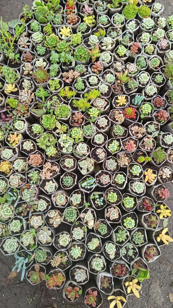 Plantines de suculentas de Suculentas Adriana
